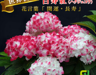 数量限定!! 【先行予約】世界初！博士の作る 白寿紅 あじさい 赤 ピンク 生花 プレゼント