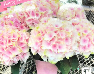 【先行予約】母の日 レモンキッス ピンク あじさい 生花 プレゼント 花鉢 あじさい 紫陽花 珍しい アジサイ