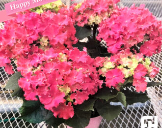 【先行予約】母の日 カーリースパークル ピンク あじさい 生花 プレゼント 花鉢 あじさい 紫陽花 珍しい アジサイ
