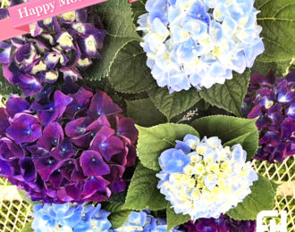 【先行予約】母の日 青玉/紫玉 ２色植え あじさい 生花 プレゼント 花鉢 あじさい 紫陽花