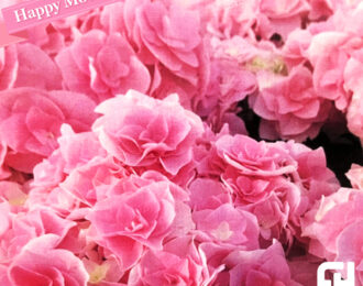 【先行予約】母の日 雷王ピンク 生花 プレゼント 花鉢 あじさい 紫陽花 珍しい アジサイ