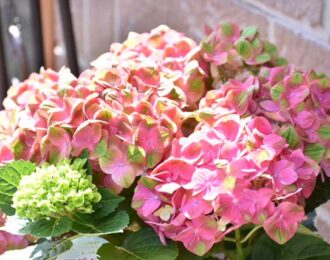 駅前花市 豊岡市の花屋