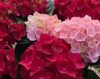 【先行予約】 母の日 赤玉 ピンク玉寄せ植え　 ピンク 　レッド　赤　あじさい 生花 プレゼント 花鉢 あじさい 紫陽花　5号鉢