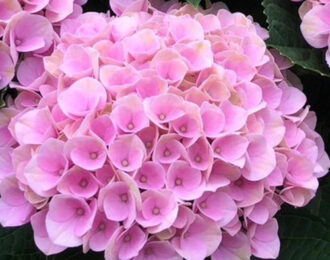 【先行予約】 母の日 カルメン　 ピンク あじさい 生花 プレゼント 花鉢 あじさい 紫陽花　5号鉢