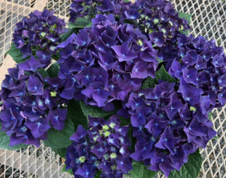 【先行予約】 母の日 チボリパープル あじさい 生花 プレゼント 花鉢 あじさい 紫陽花