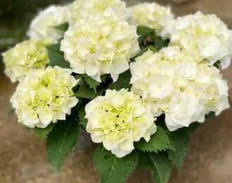【先行予約】 母の日 バニラスカイ あじさい 生花 プレゼント 花鉢 あじさい 紫陽花 　白