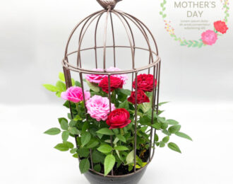 【先行予約】母の日 薔薇 バラ 鳥かご ミニバラ お花 プレゼント お祝い 贈り物