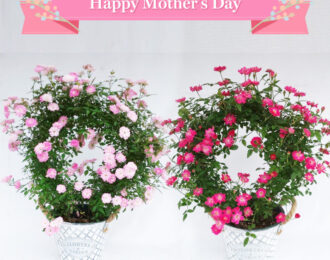 【先行予約】母の日 薔薇 バラ リング仕立て ミニバラ お花 プレゼント お祝い 贈り物 送料無料