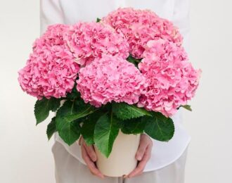 先行予約【母の日ギフト】フリル咲きアジサイ「フルフル」ピンク系　 ピンク あじさい 生花 プレゼント 花鉢 あじさい 紫陽花　5号鉢