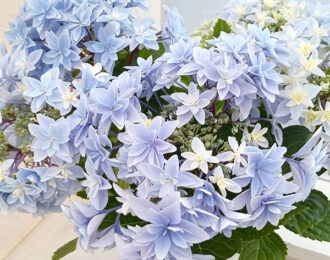 先行予約【母の日ギフト】アジサイ　エダム（ブルー） あじさい  生花 プレゼント 花鉢 あじさい 紫陽花　5号鉢