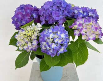 先行予約【母の日ギフト】アジサイ　ミラノパープル（紫） あじさい  生花 プレゼント 花鉢 あじさい 紫陽花　5号鉢