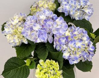 先行予約【母の日ギフト】マジカルマーブル（ブルー）　5号 あじさい  生花 プレゼント 花鉢 あじさい 紫陽花　5号鉢