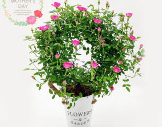 【先行予約】母の日 薔薇 バラ ミニバラ お花 プレゼント お祝い 贈り物 送料無料