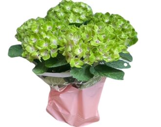 母の日 マジカル「ラプソディー」　白　グリーン　貴重　あじさい  生花 プレゼント 花鉢 あじさい 紫陽花　5号鉢