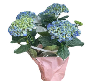 母の日 ハイドランジア「ポップコーン」　青　紫　貴重 あじさい 生花 プレゼント 花鉢 あじさい 紫陽花 珍しい アジサイ
