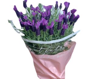 母の日 「フレンチ　ラベンダー　ノーブルサマー」　紫　パープル 生花 プレゼント 花鉢　 珍しい