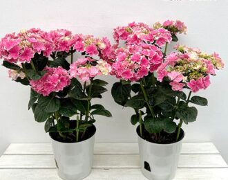 先行予約　 紫陽花　アジサイ：凛（りん・ピンク） 5号鉢植え　希少　人気　あじさい 生花 プレゼント 花鉢 あじさい 紫陽花　5号鉢