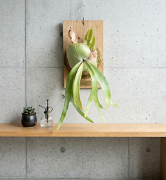 希少価値　大人気　ビカクシダ　板付き　（コウモリラン）1点もの　壁掛け　観葉植物
